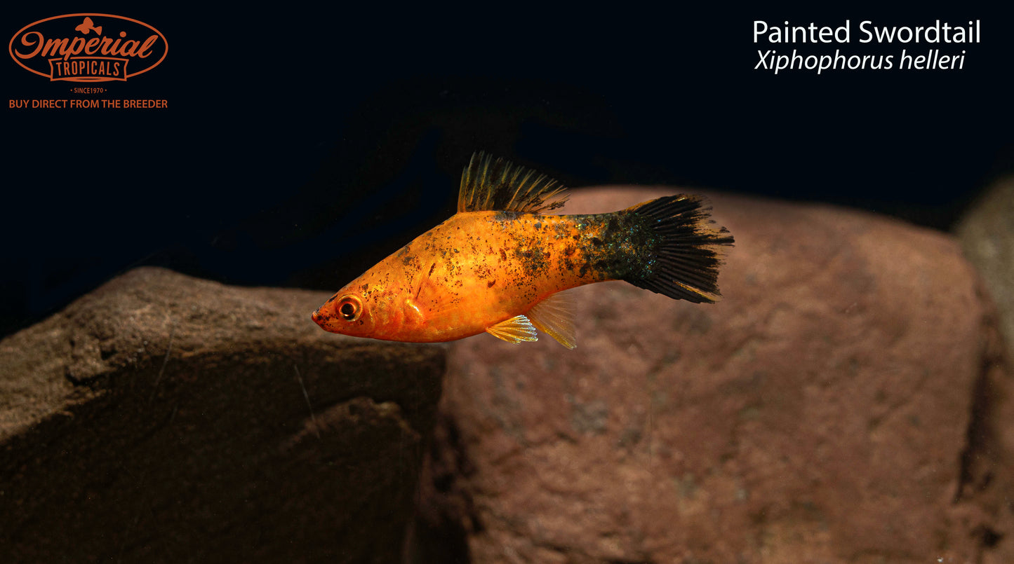 Painted Swordtail