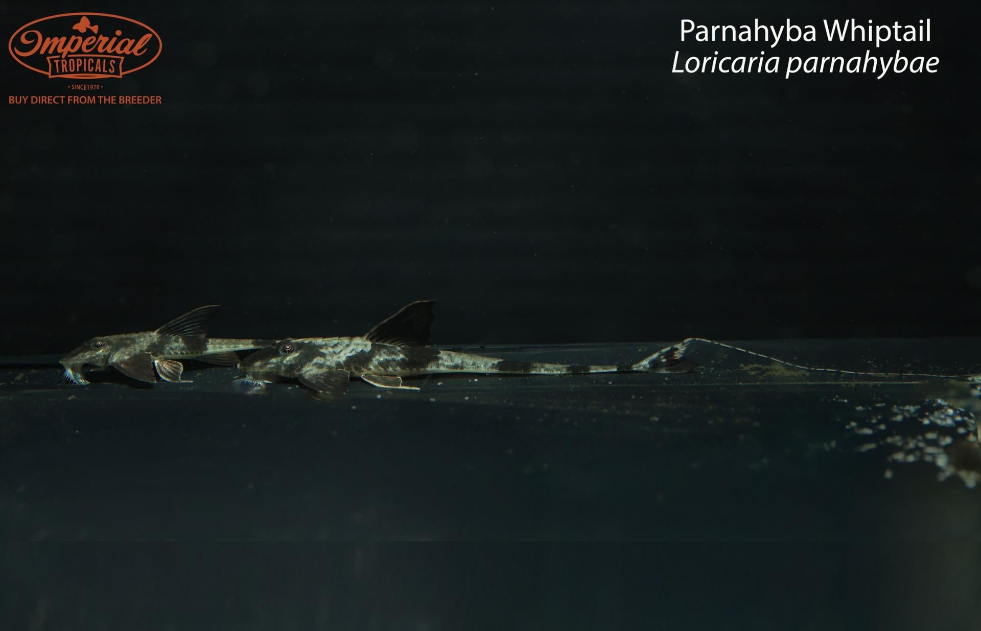 Parnahyba Whiptail