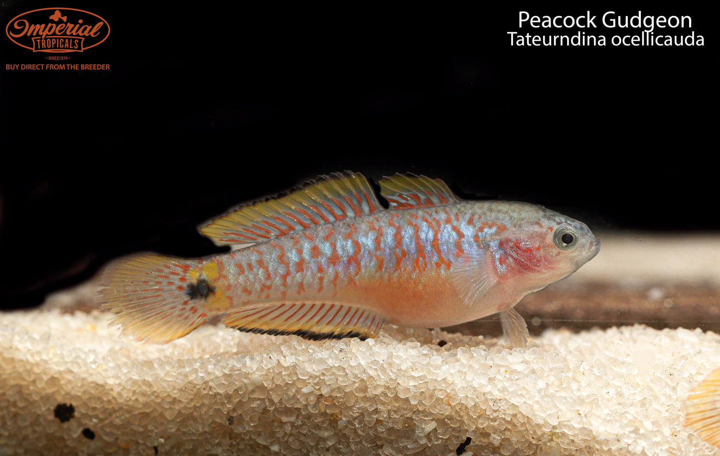 Peacock Gudgeon