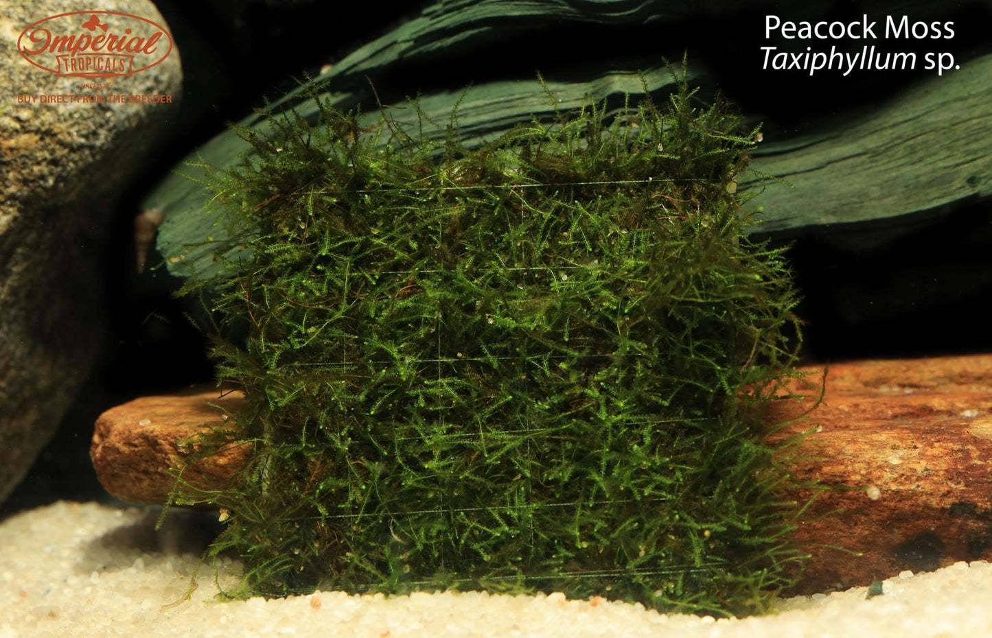 Peacock Moss (Taxiphyllum sp.)