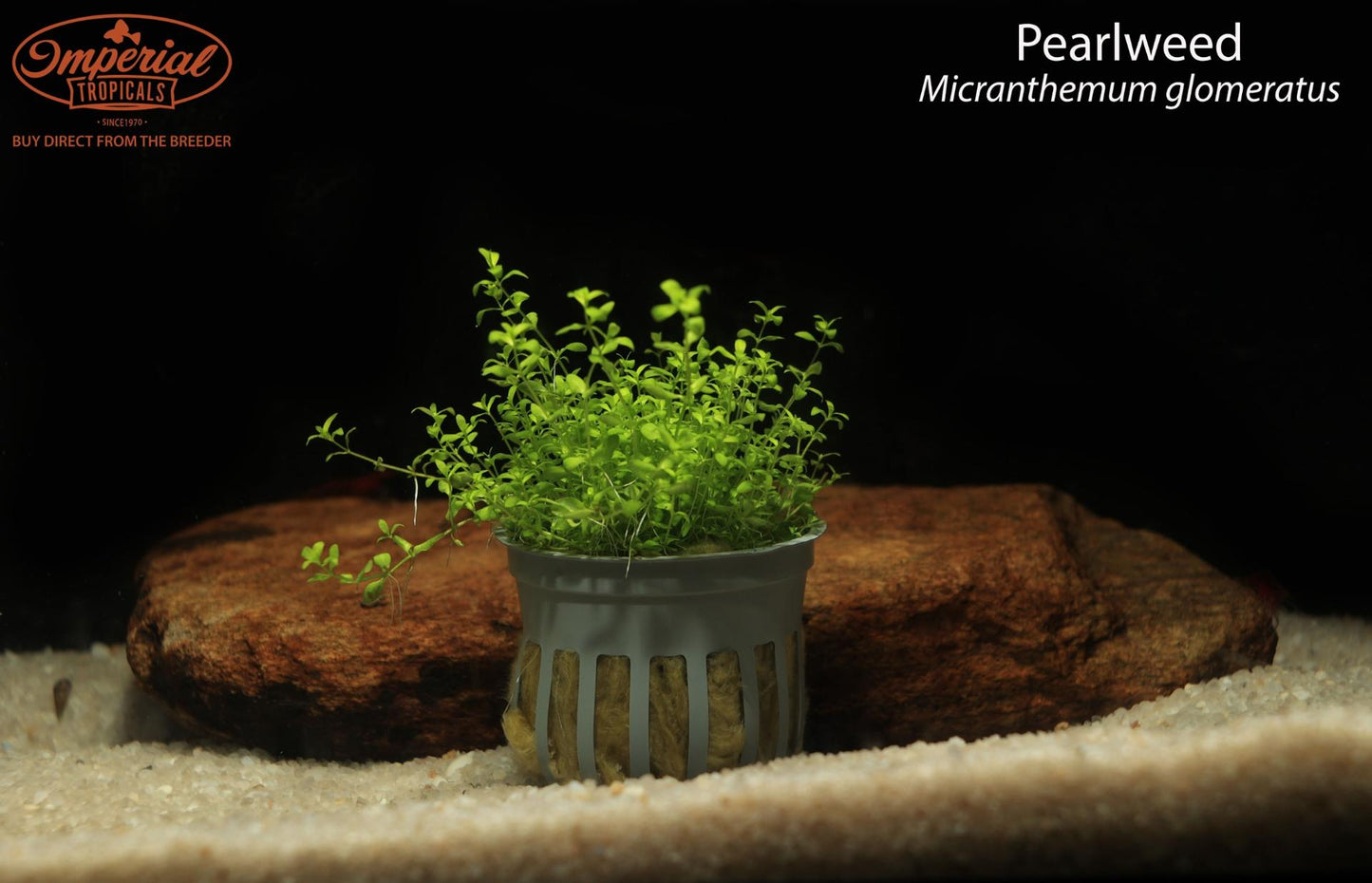 Pearlweed (Micranthemum glomeratus)