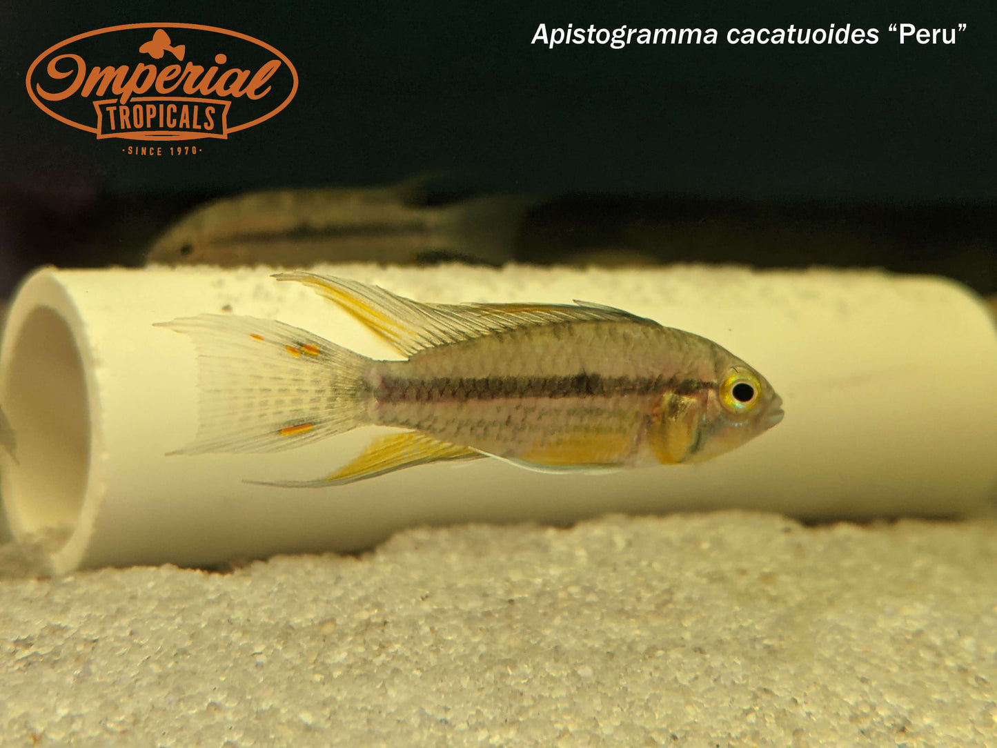 Apistogramma cacatuoides