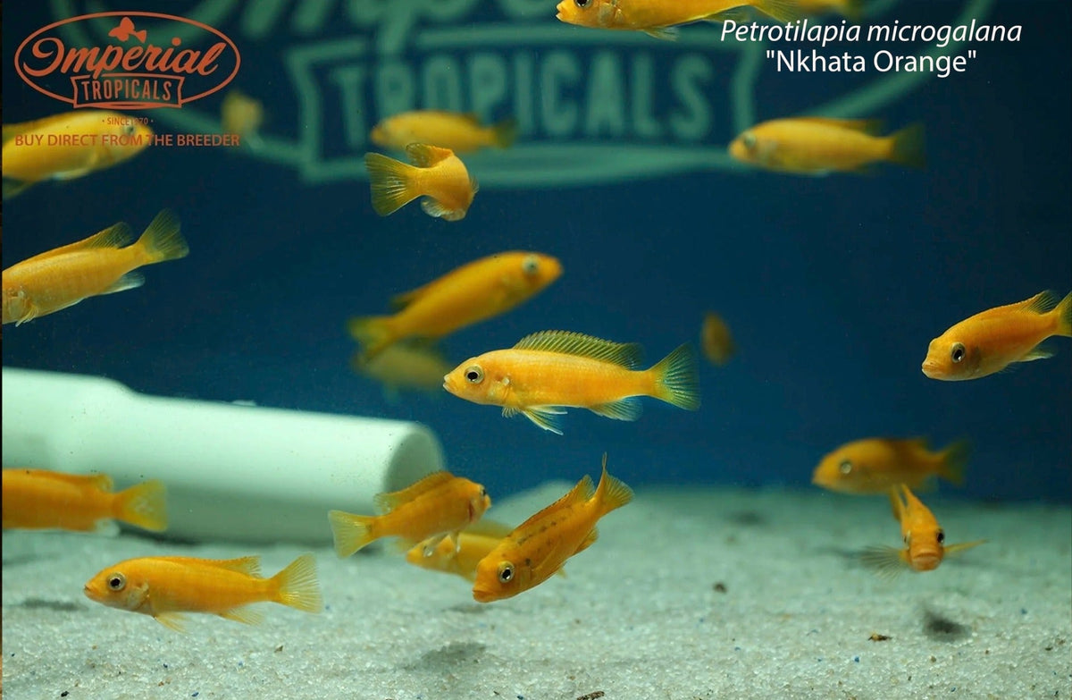 Petrotilapia microgalana "Nkhata Orange"