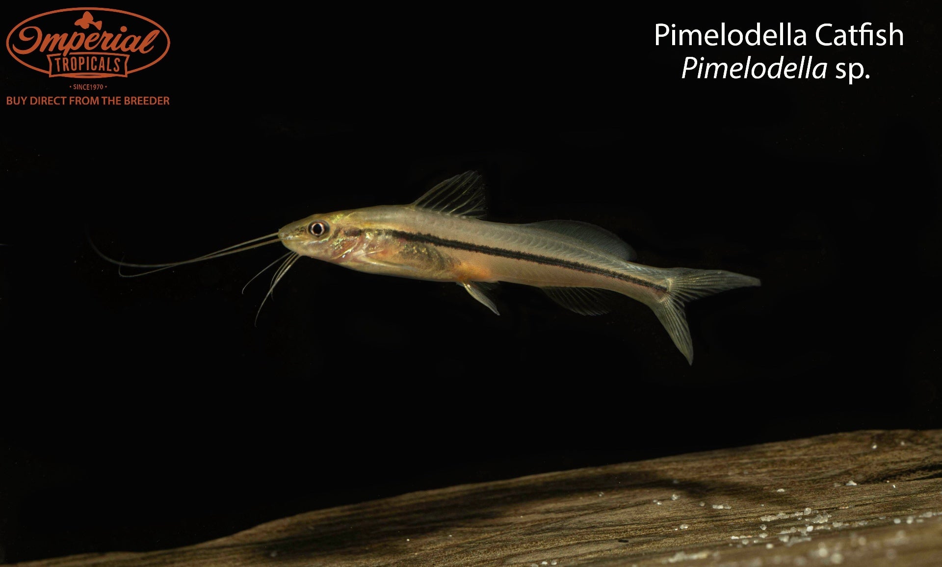 Pimelodella Catfish