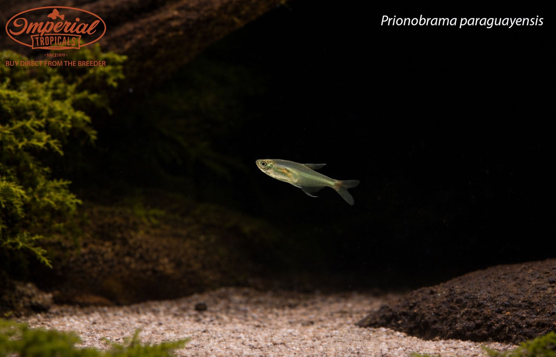 Prionobrama paraguayensis