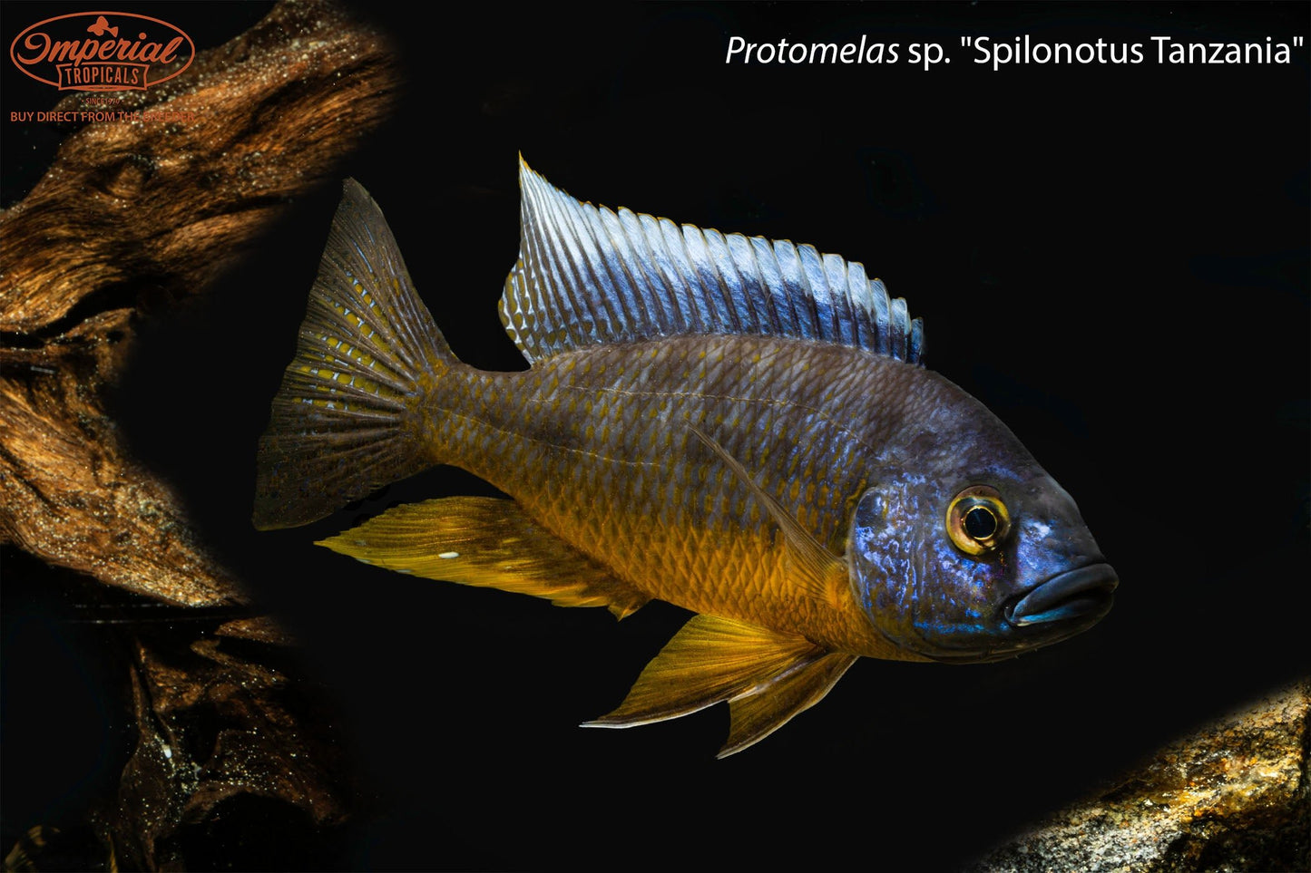 Protomelas sp. "Spilonotus Tanzania"