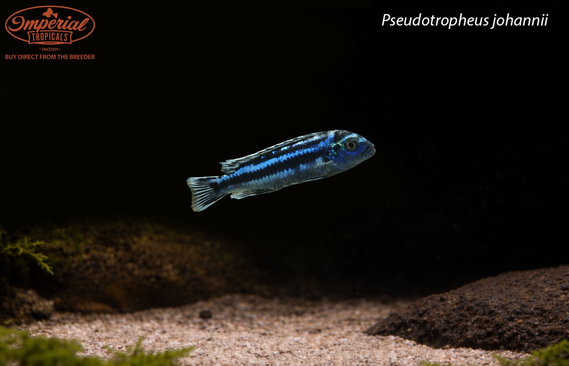 Pseudotropheus johannii