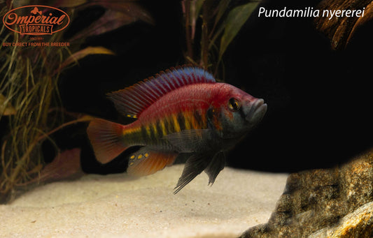 Pundamilia nyererei