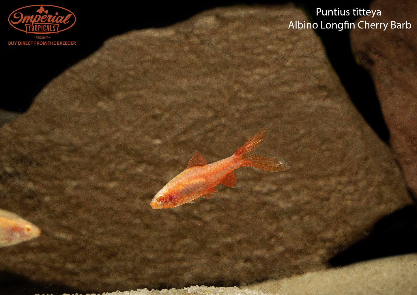 Albino Longfin Cherry Barb