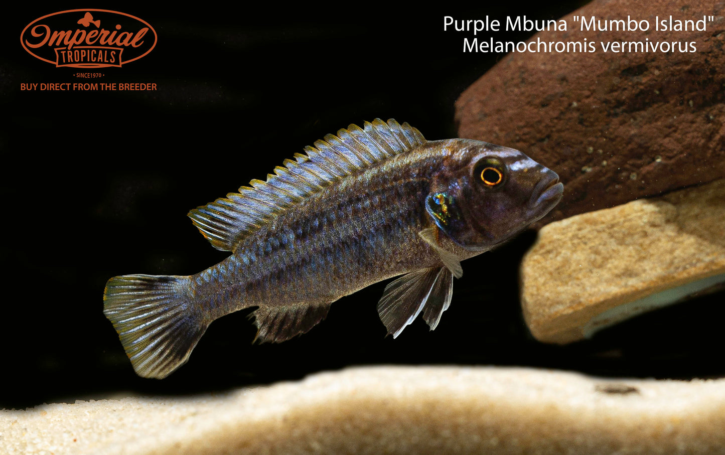 Purple Mbuna "Mumbo Island"