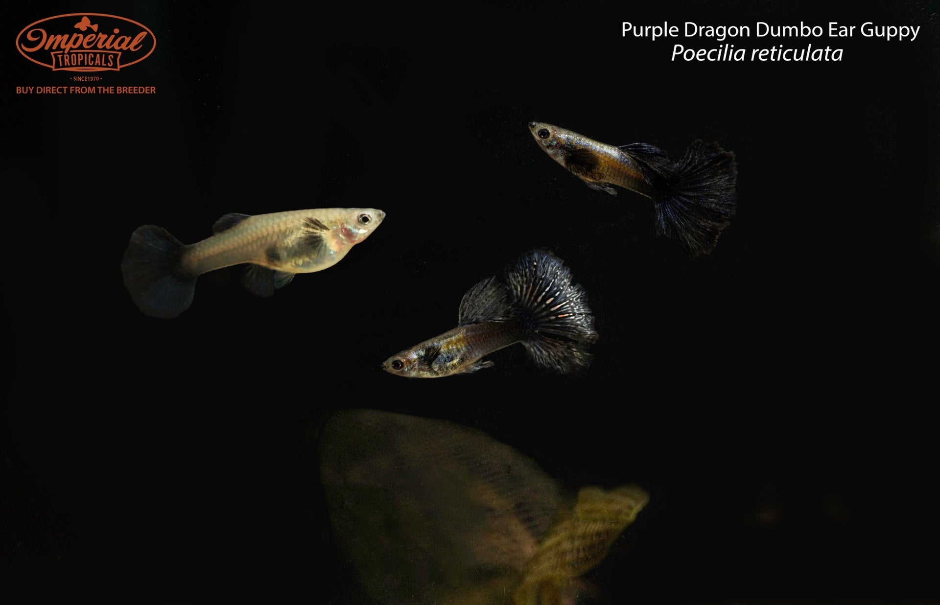 Purple Dragon Dumbo Ear Guppy