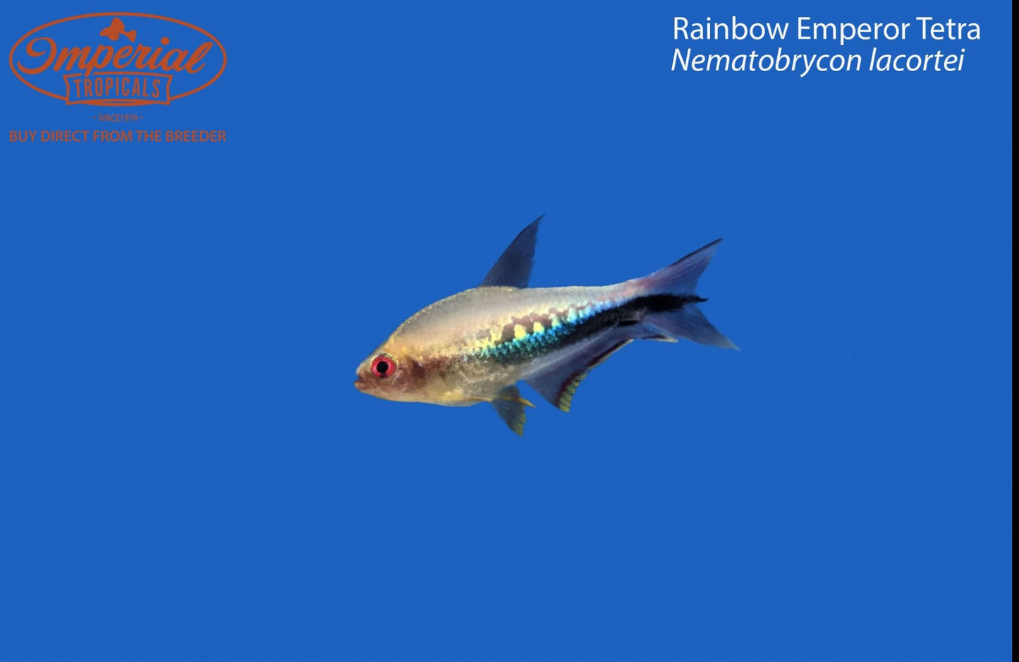 Rainbow Emperor Tetra