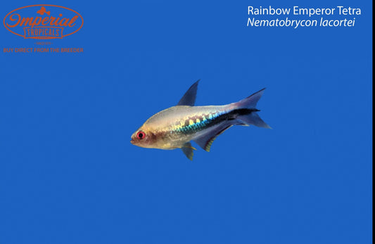 Rainbow Emperor Tetra