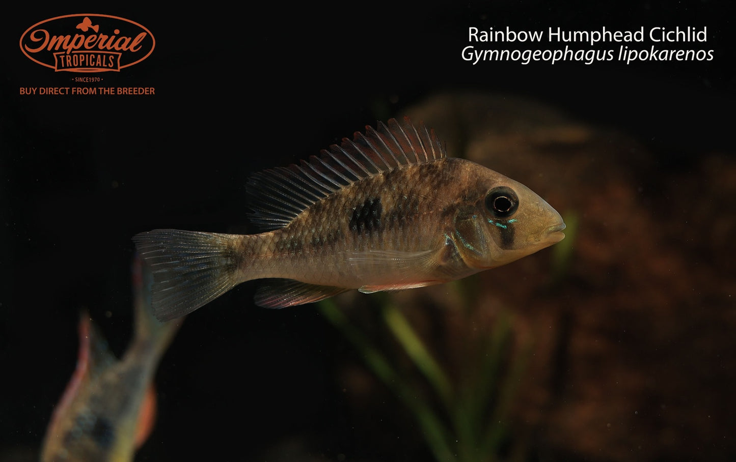 Rainbow Humphead Cichlid (Gymnogeophagus lipokarenos)