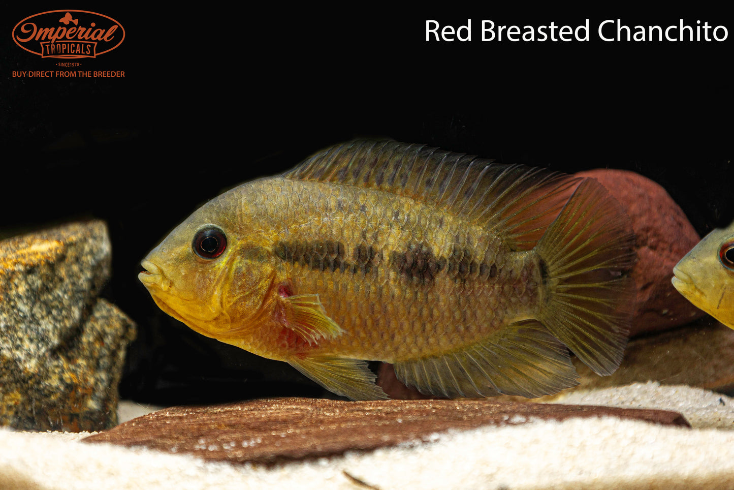 Red Breasted Chanchito