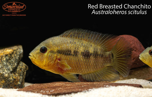 Red Breasted Chanchito