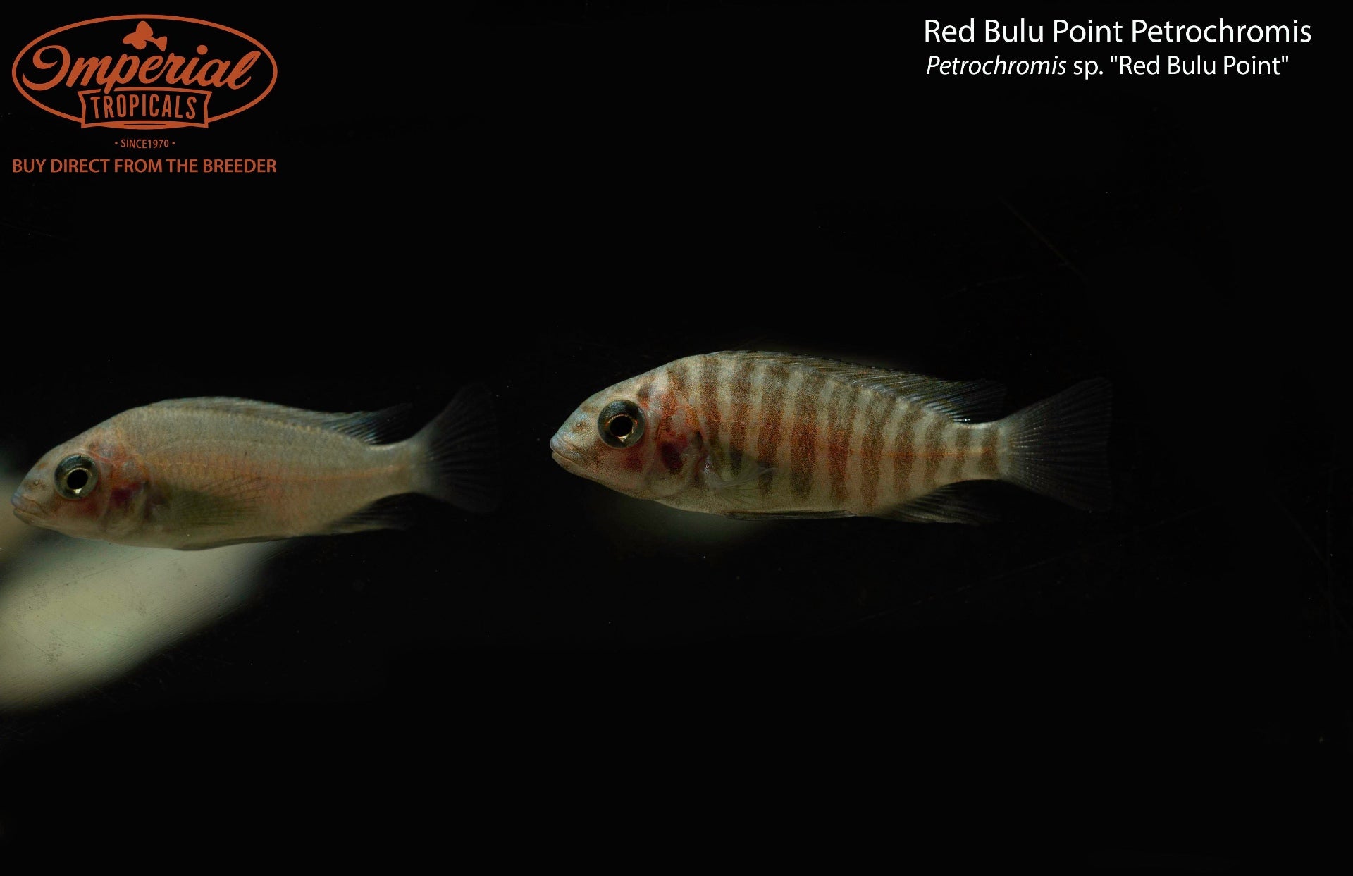 Red Bulu Point Petrochromis