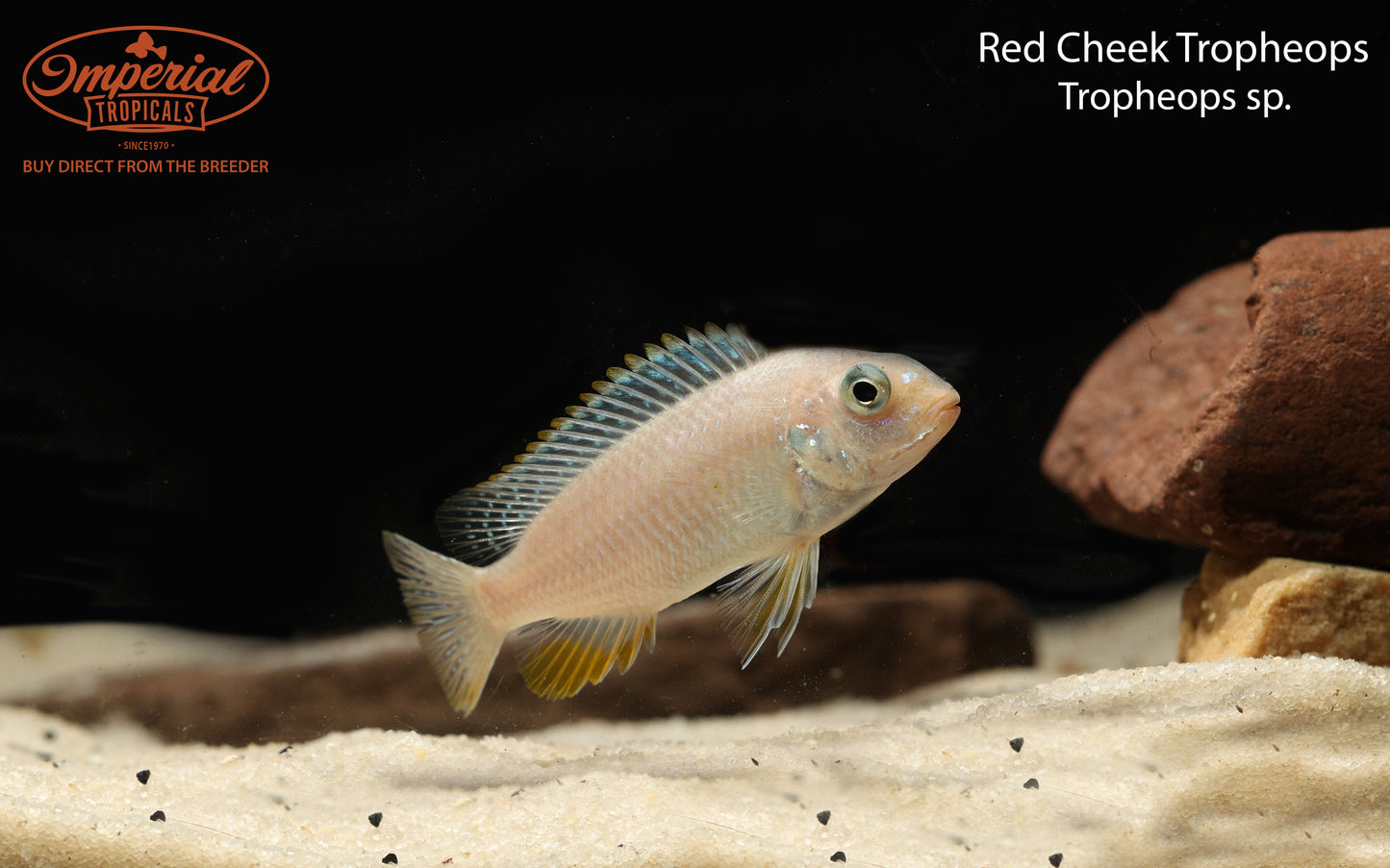 Red Cheek Tropheops