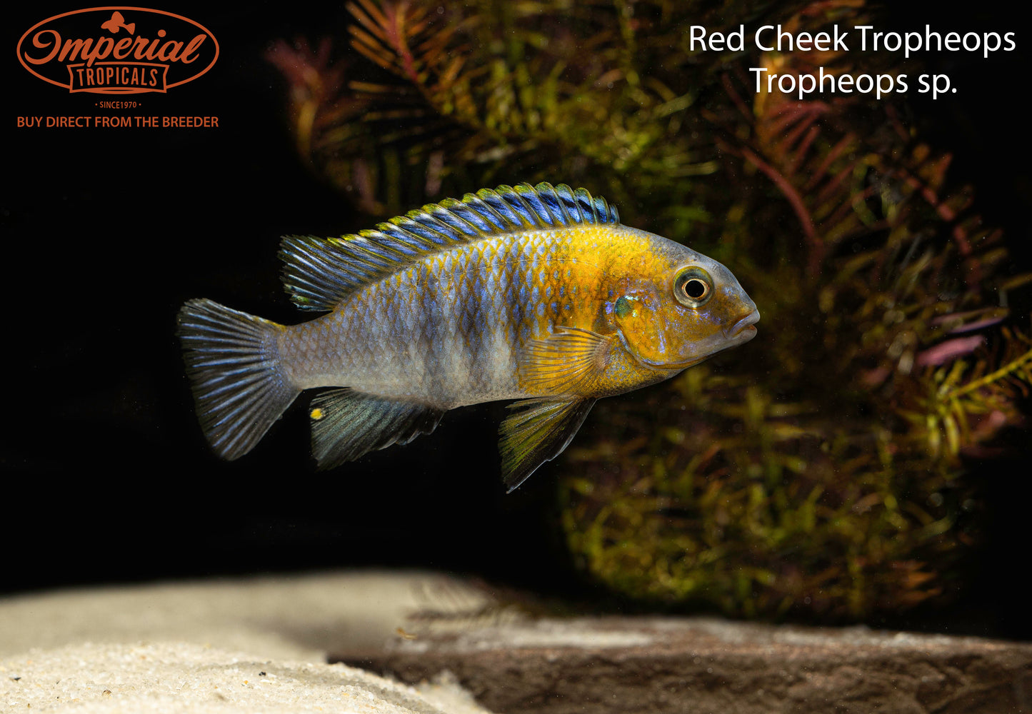 Red Cheek Tropheops