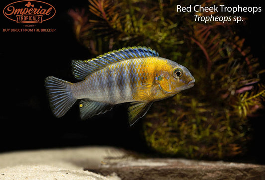 Red Cheek Tropheops