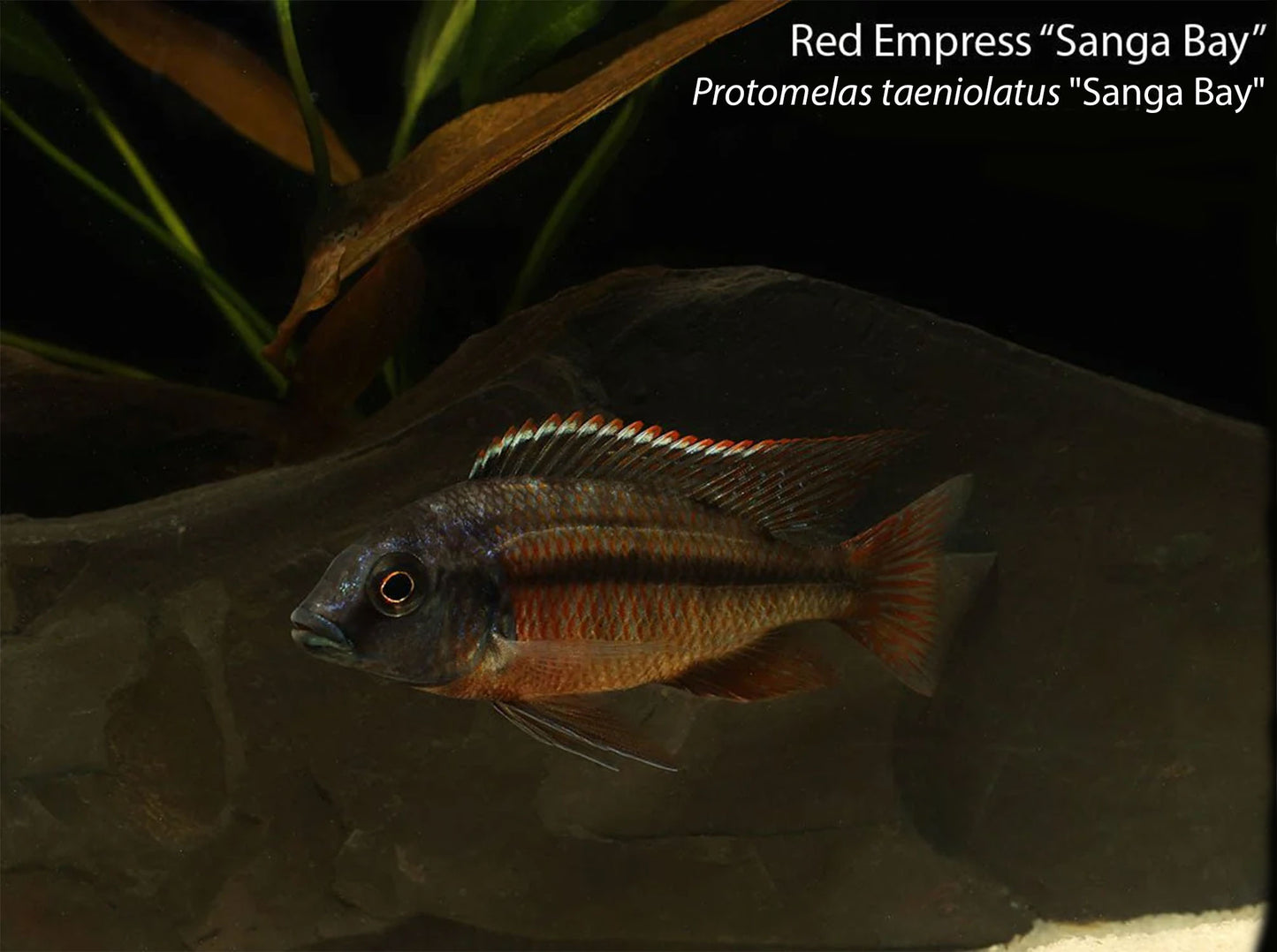 Red Empress "Sanga Bay"