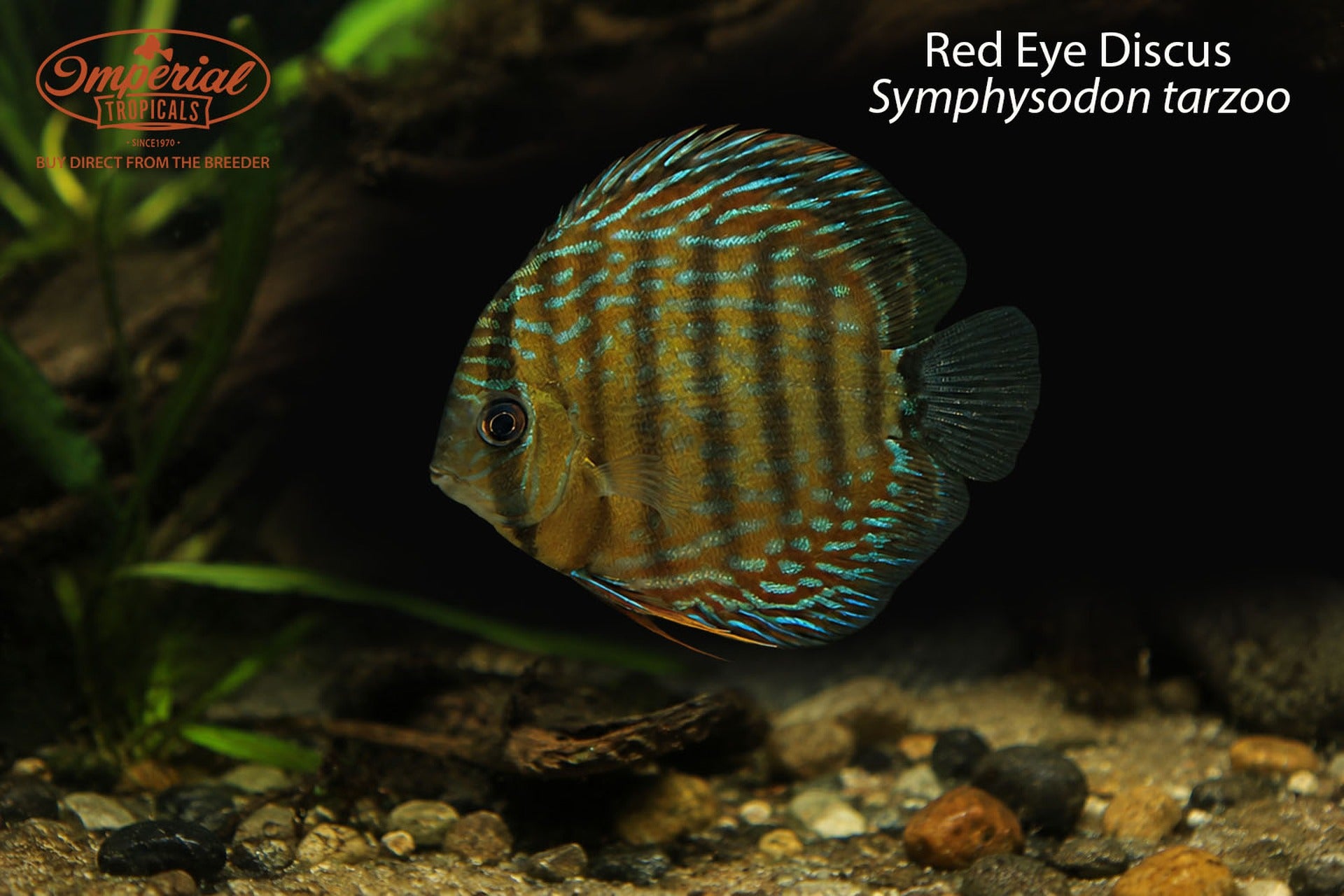 Red Eye Discus " Unsexed