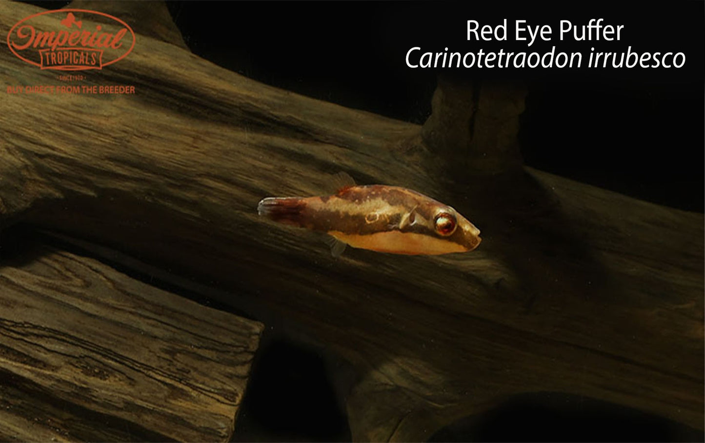 Red Eye Puffer