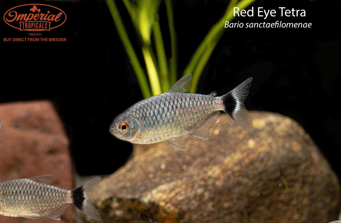 Red Eye Tetra