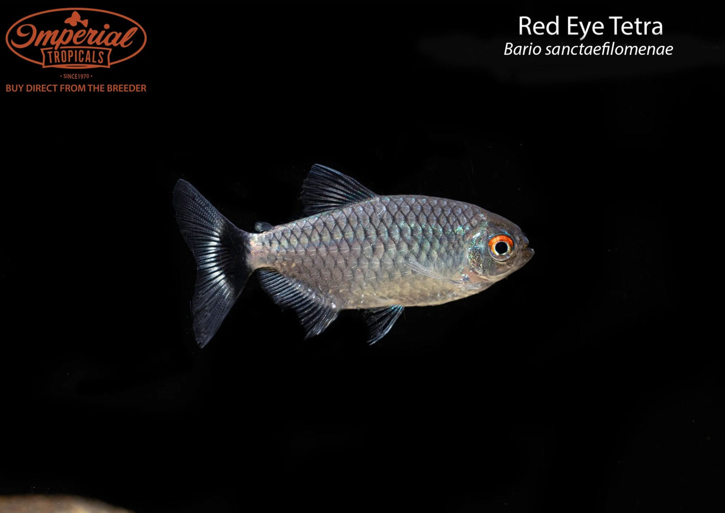 Red Eye Tetra