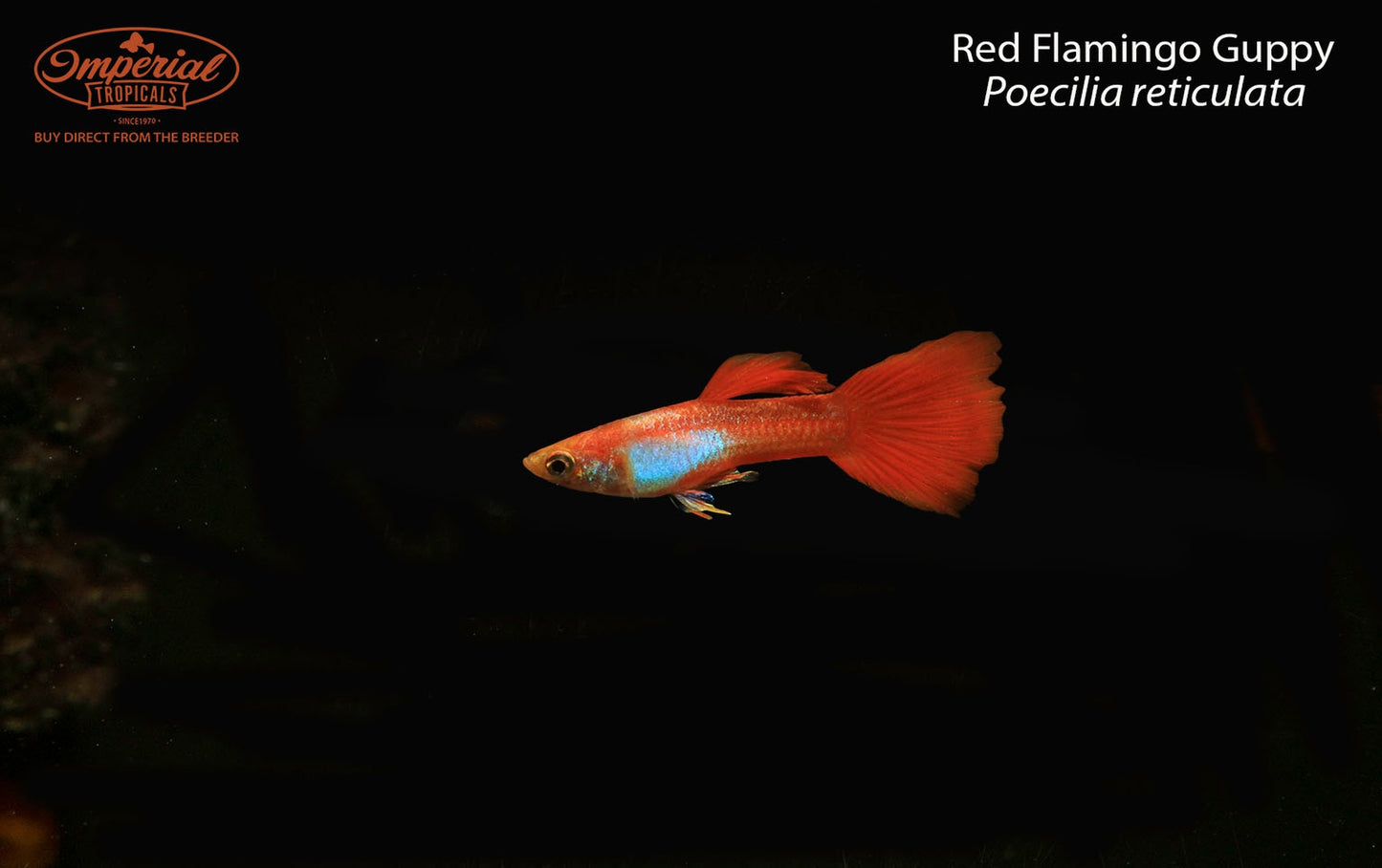 Red Flamingo Guppy (Poecilia reticulata)
