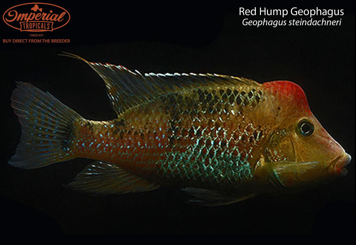 Red Hump Geophagus