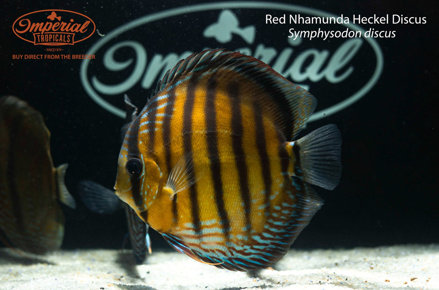 Red Nhamunda Heckel Discus (Symphysodon discus)