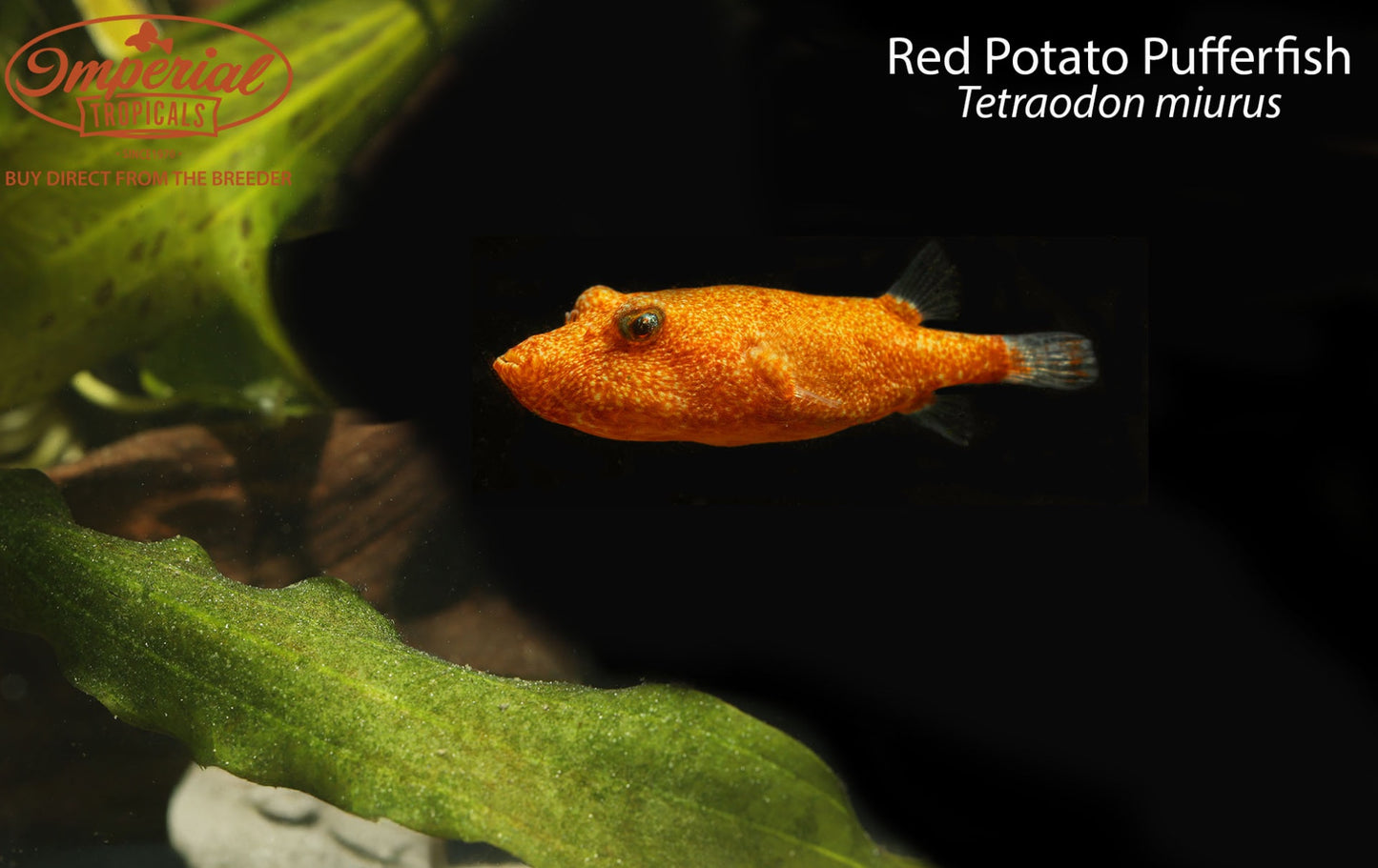 Tetraodon miurus (Potato Pufferfish)