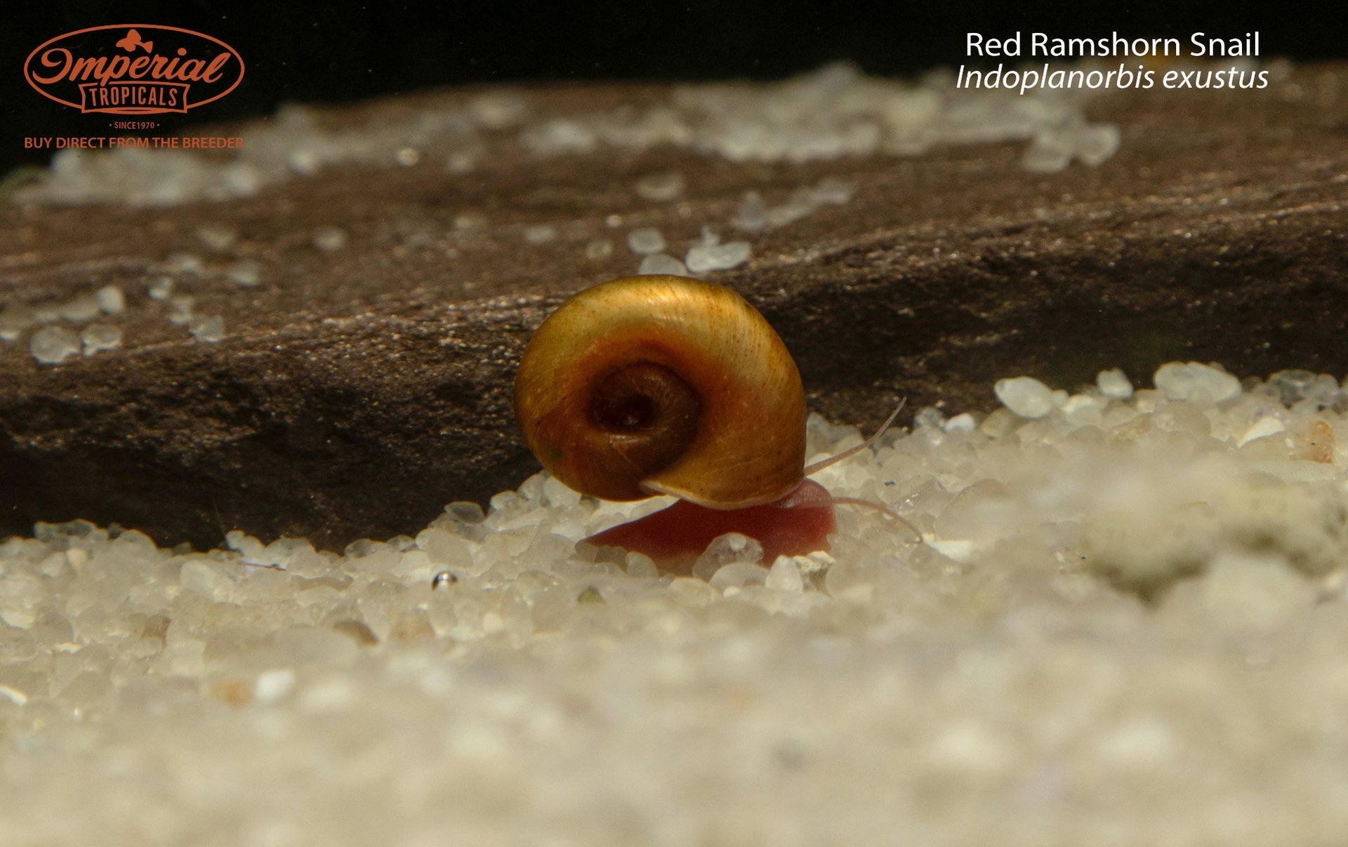 Red Ramshorn Snail - (5 Pack) 0.25 .5" Unsexed