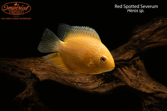 BOGO Red Spotted Severum