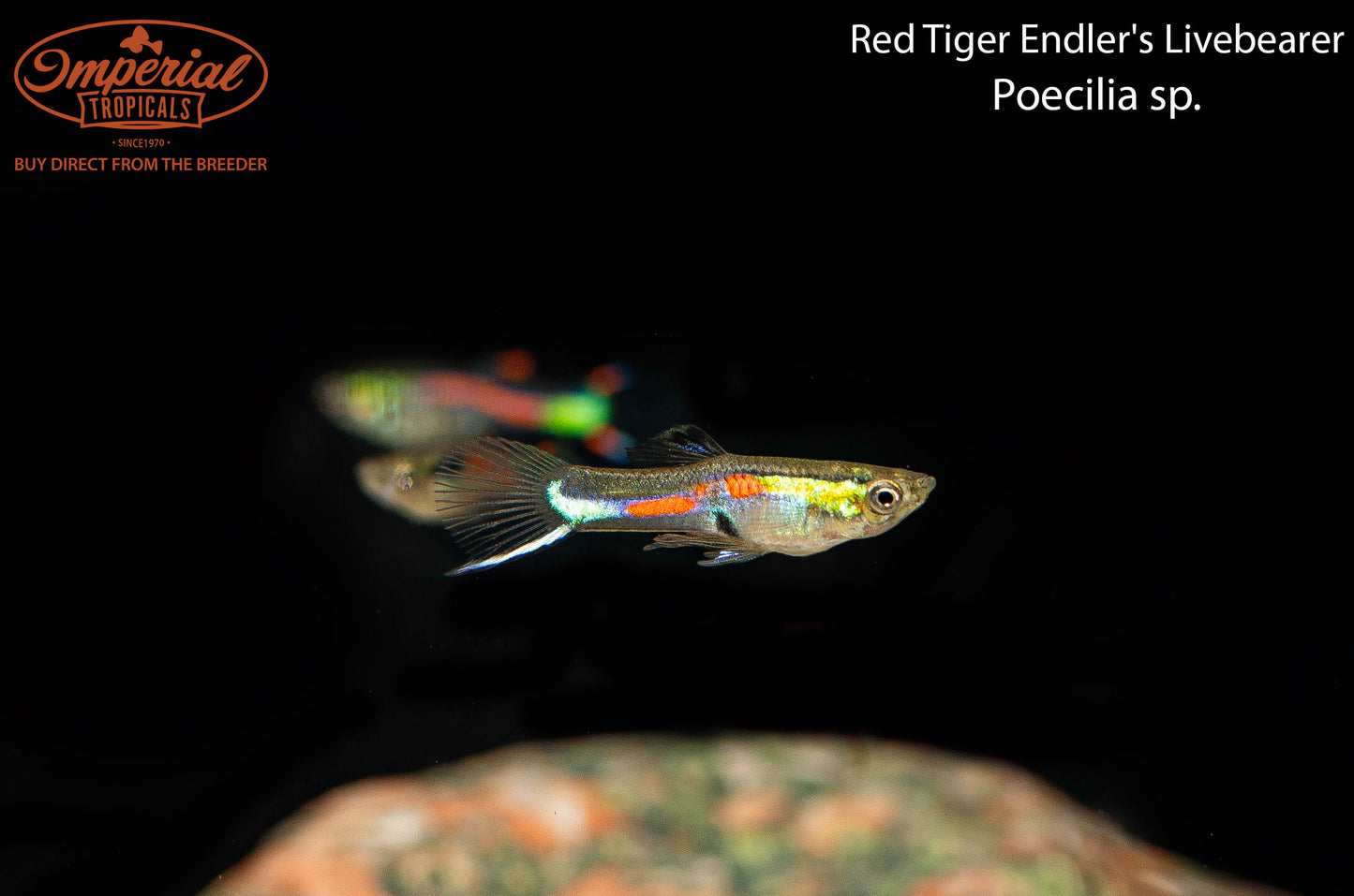 Red Tiger Endler's Livebearer