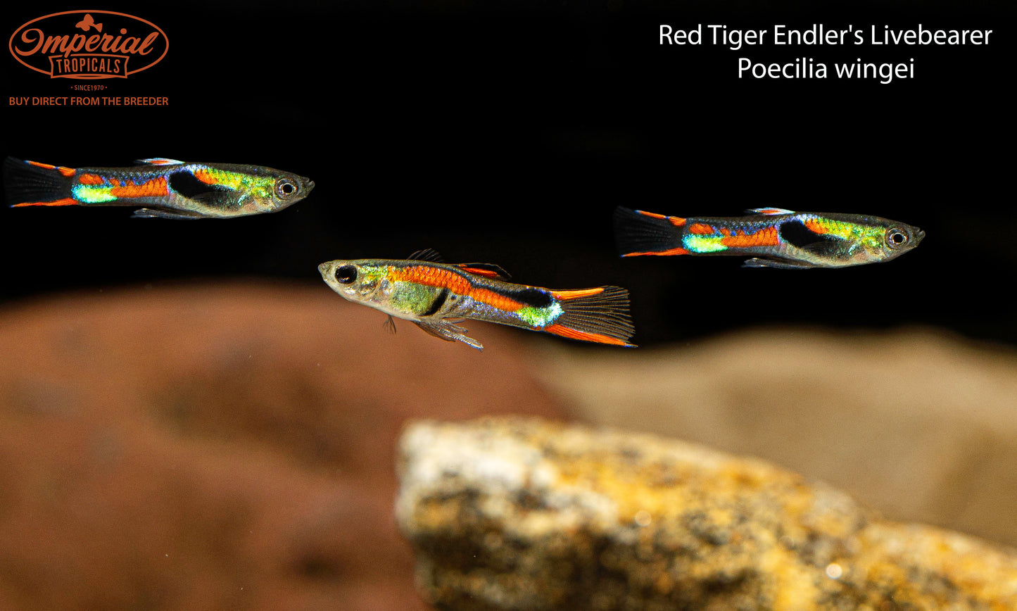 BOGO Red Tiger Endler's Livebearer