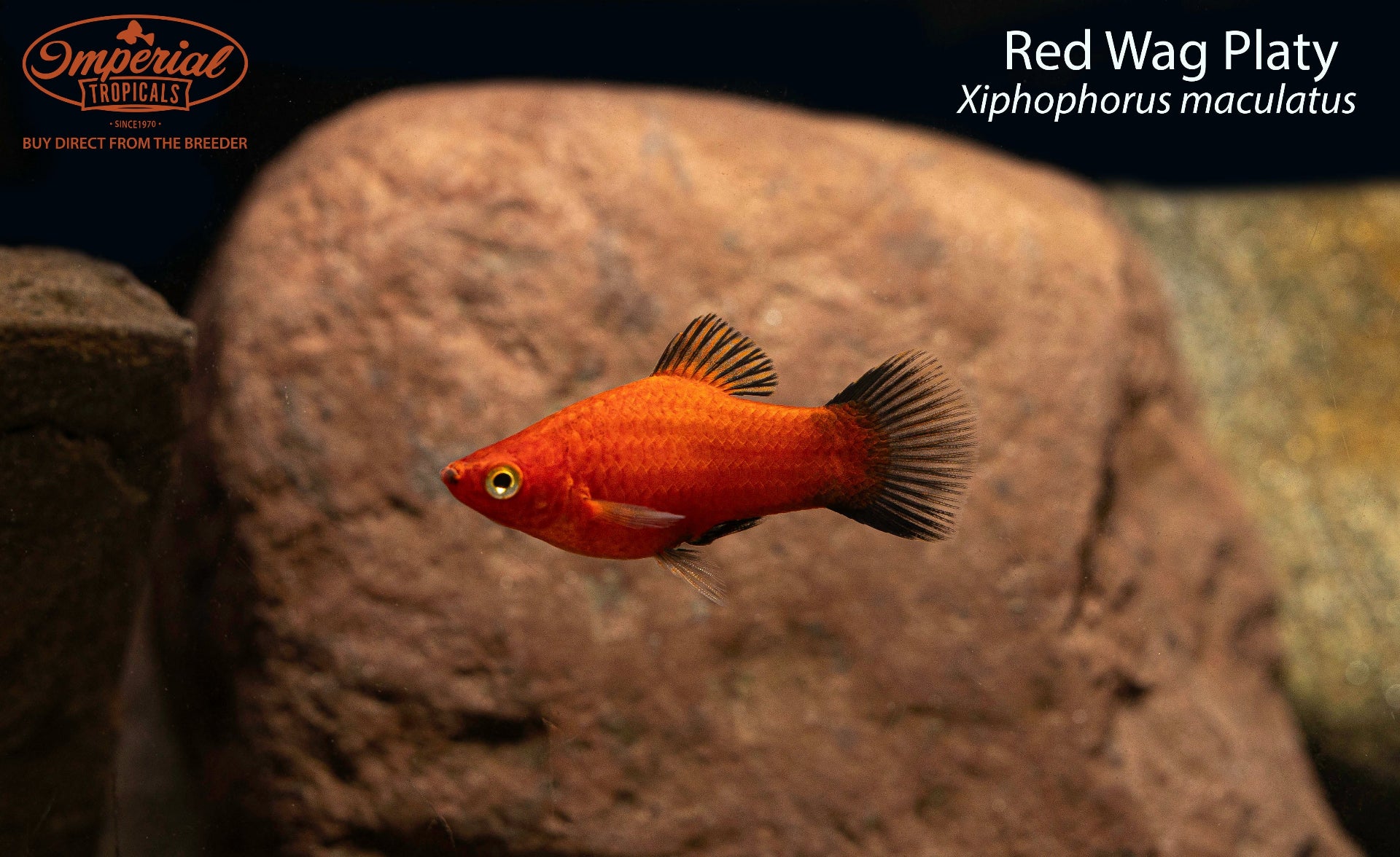 Red Wag Platy (Xiphophorus maculatus) - shop Imperial Tropicals