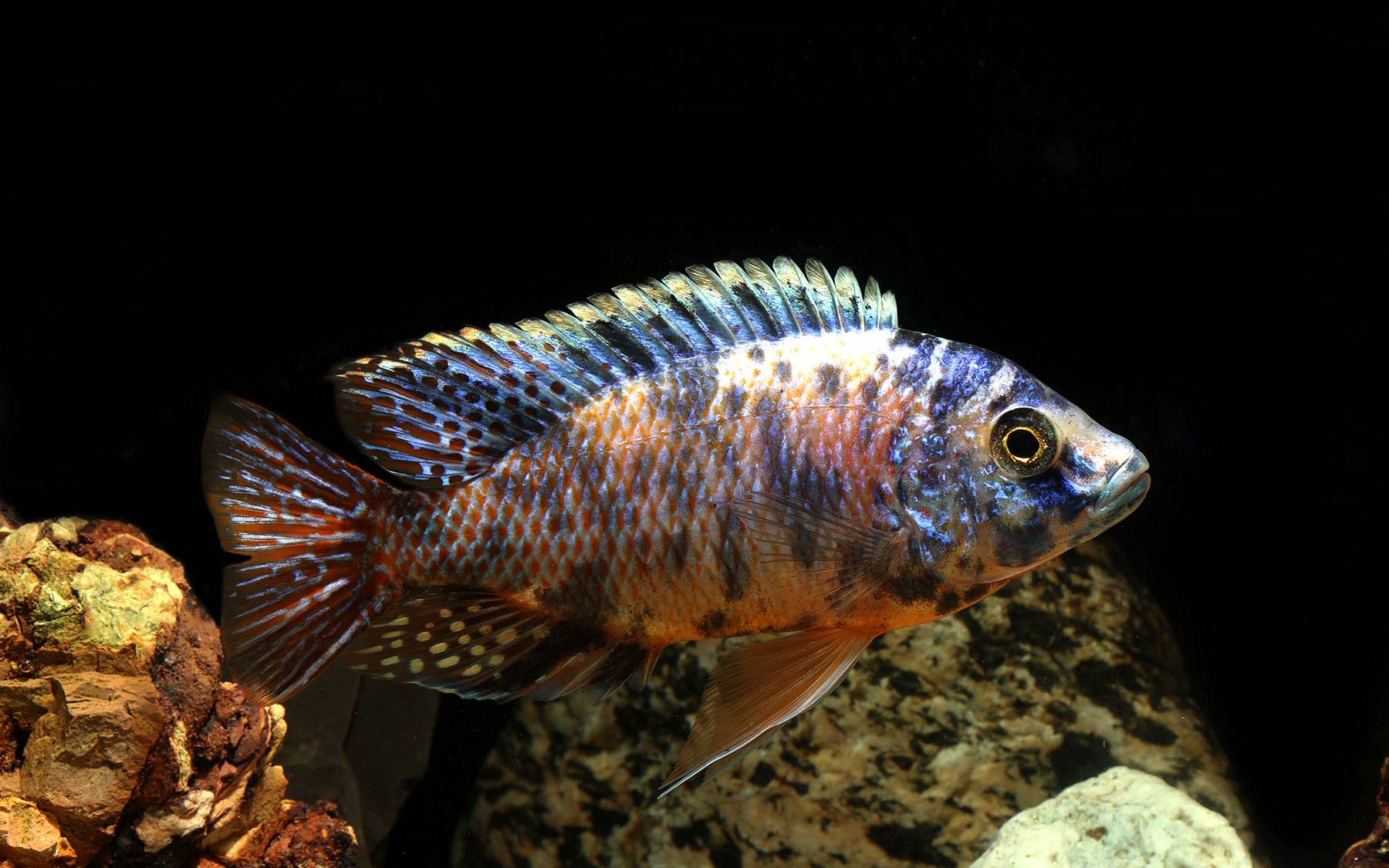Imperial Tropicals Red Empress