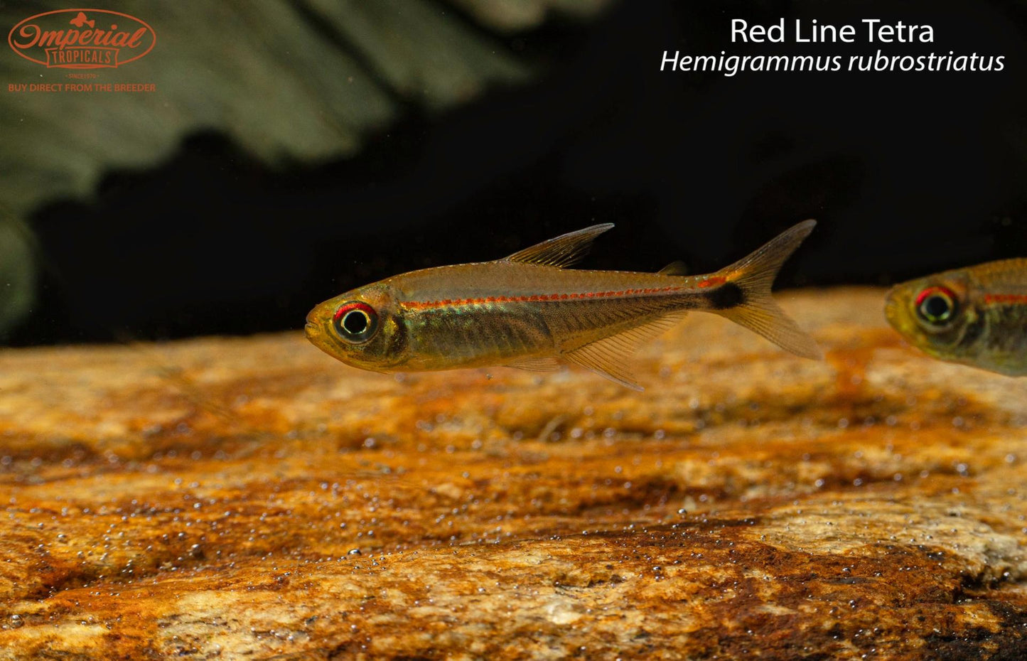 Red Line Tetra (Hemigrammus rubrostriatus)