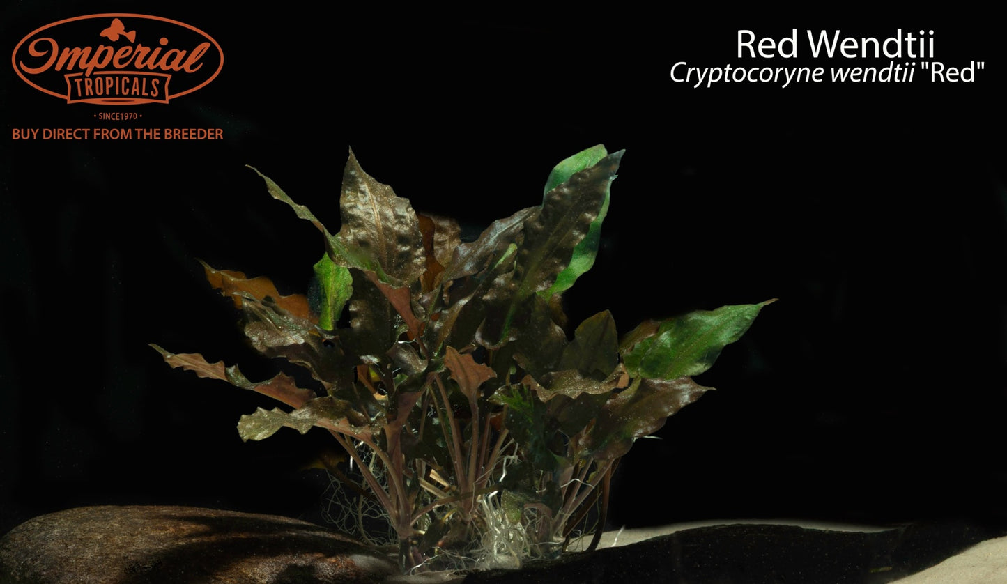 Red Wendtii