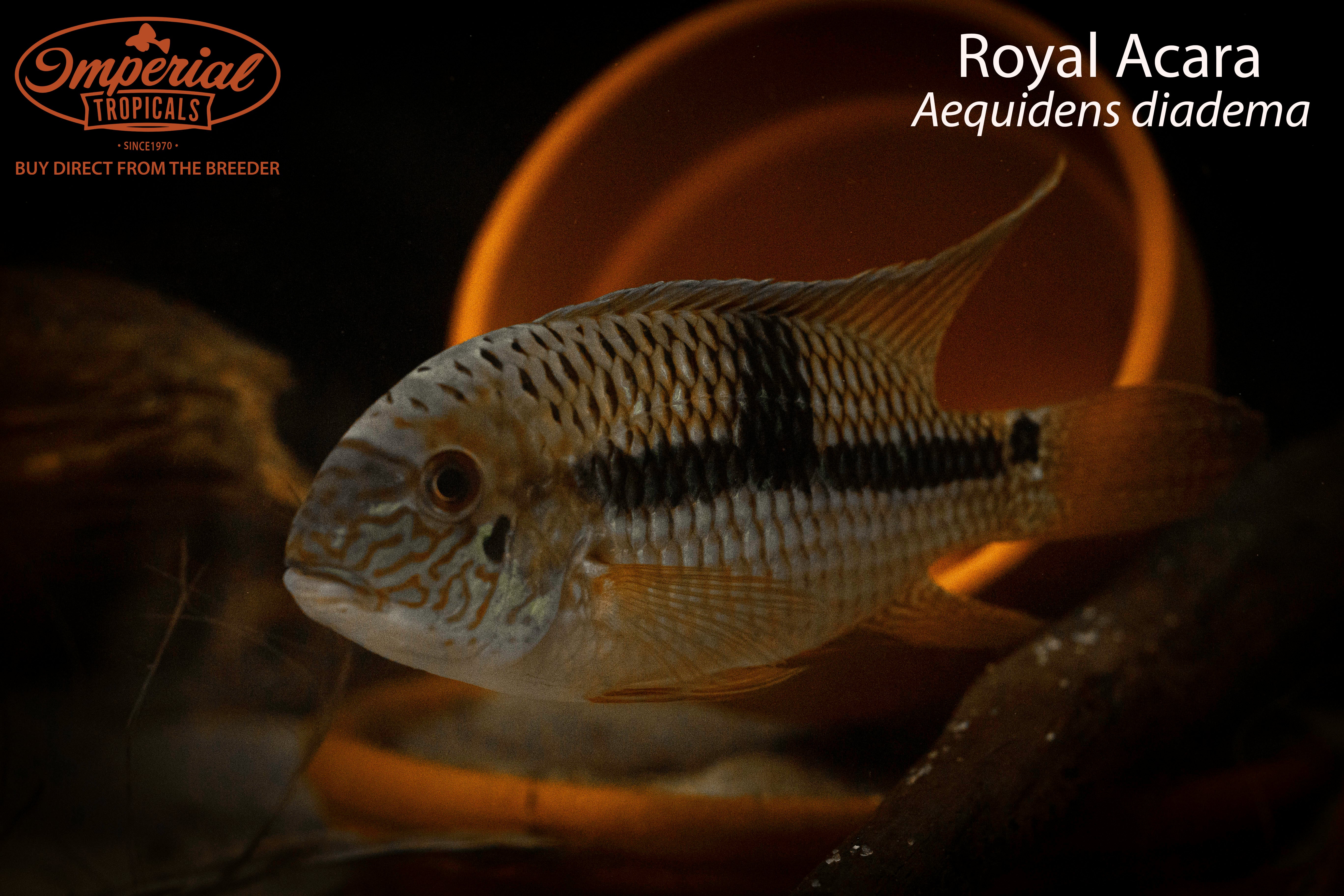 Royal Acara