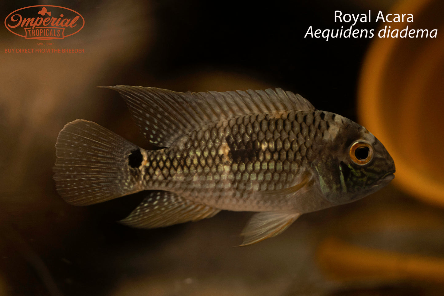 Royal Acara