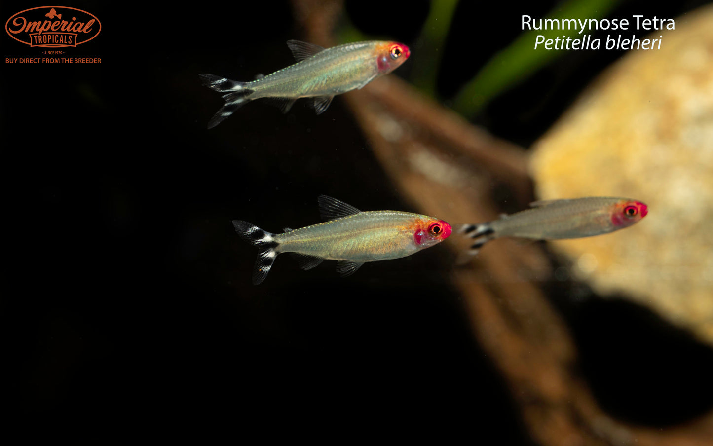 BOGO Rummynose Tetra