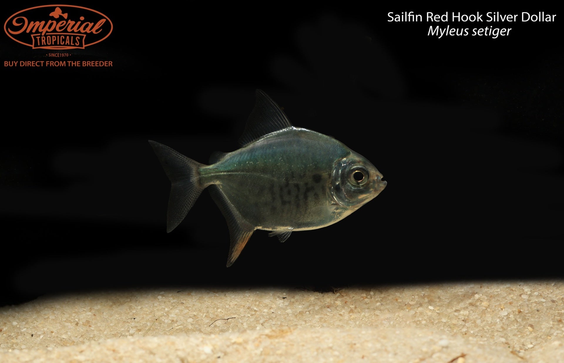 buy red hook silver dollar fish Sailfin Red Hook Silver Dollar (Myleus setiger) – Imperial Tropicals