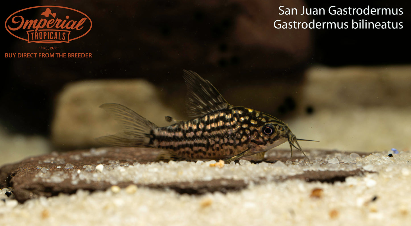 San Juan Gastrodermus