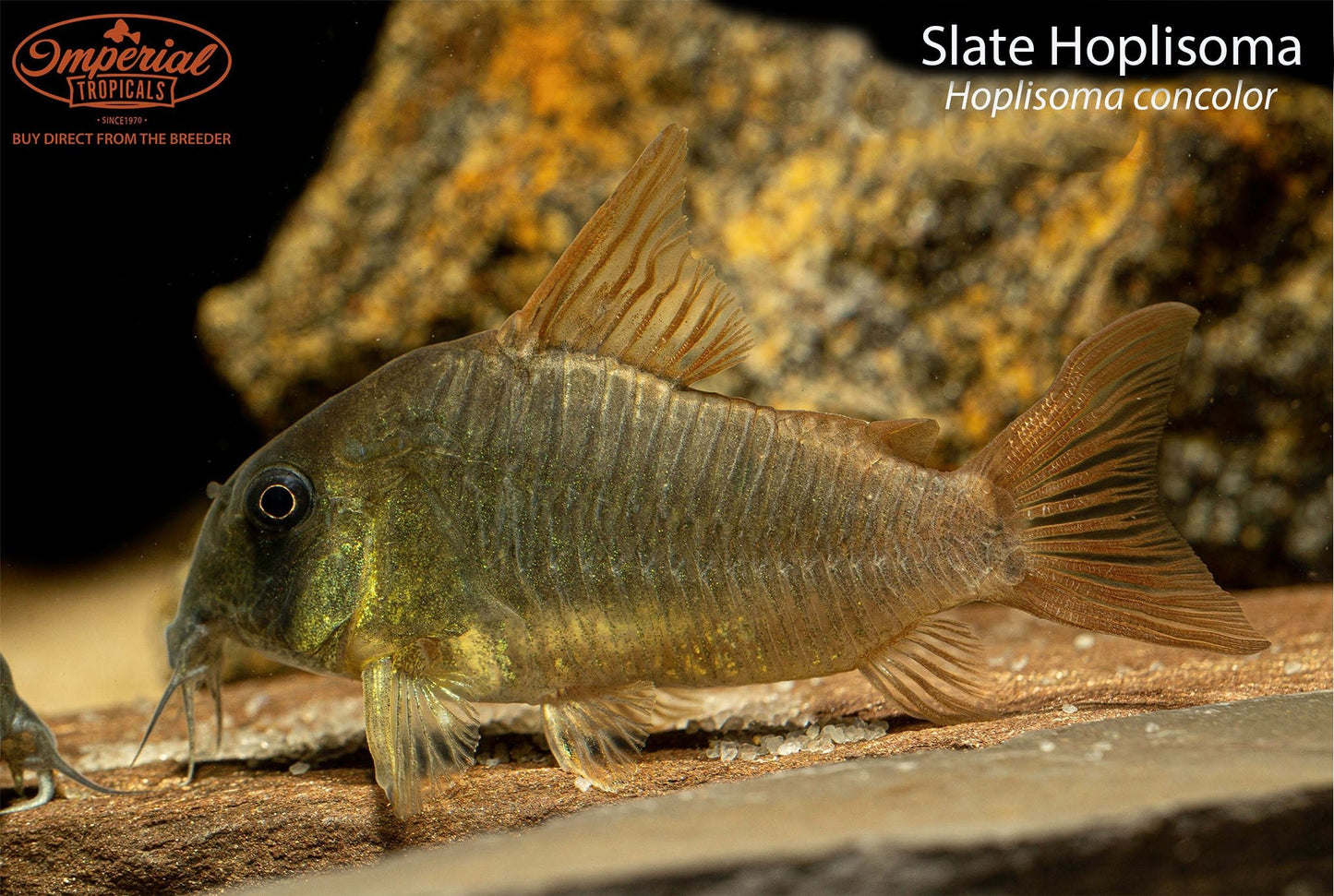 Slate Hoplisoma