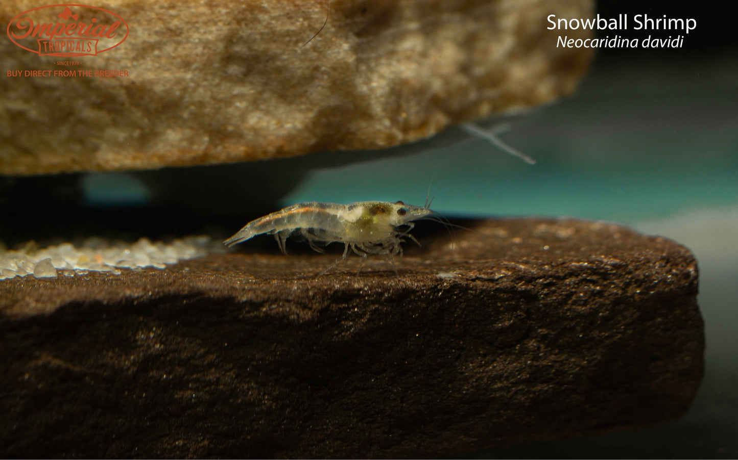 Snowball Shrimp