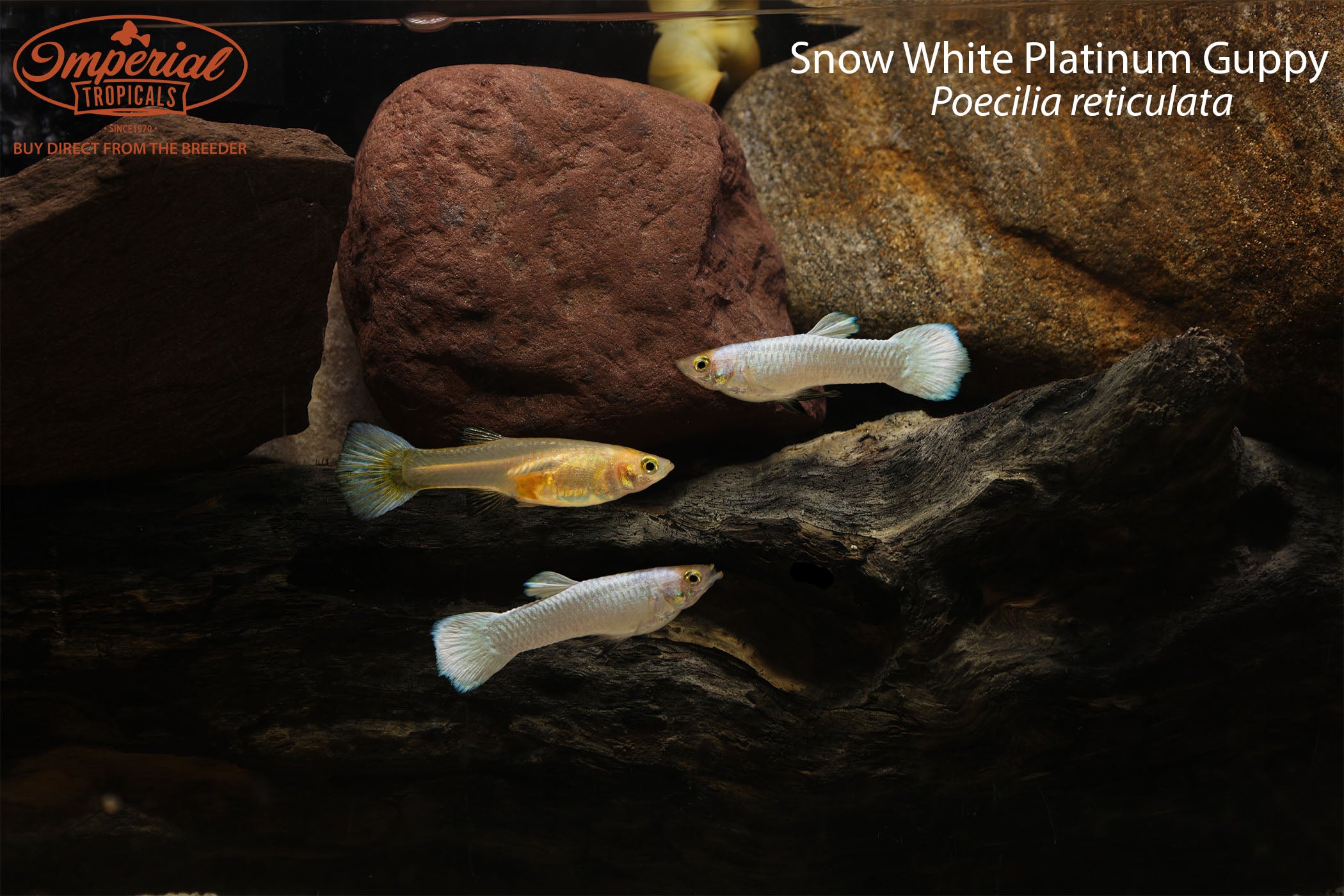 Snow White Platinum Guppy - 0.5-1" Pair (1 Male, 1 Female)