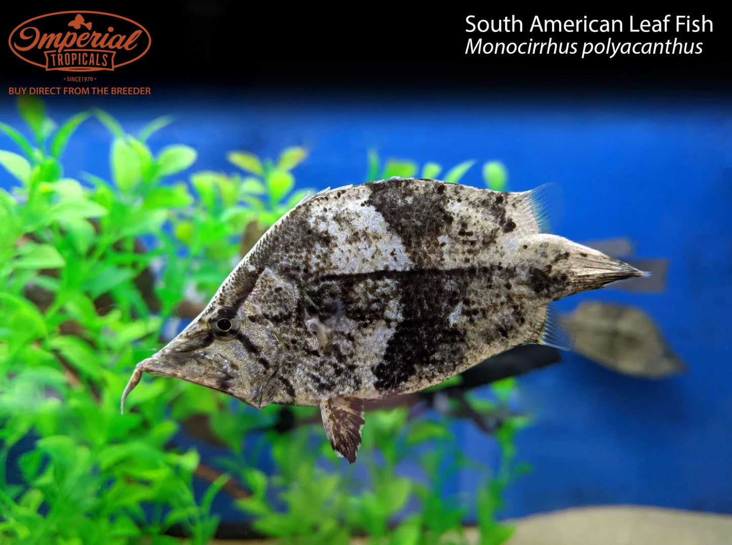 South American Leaf Fish